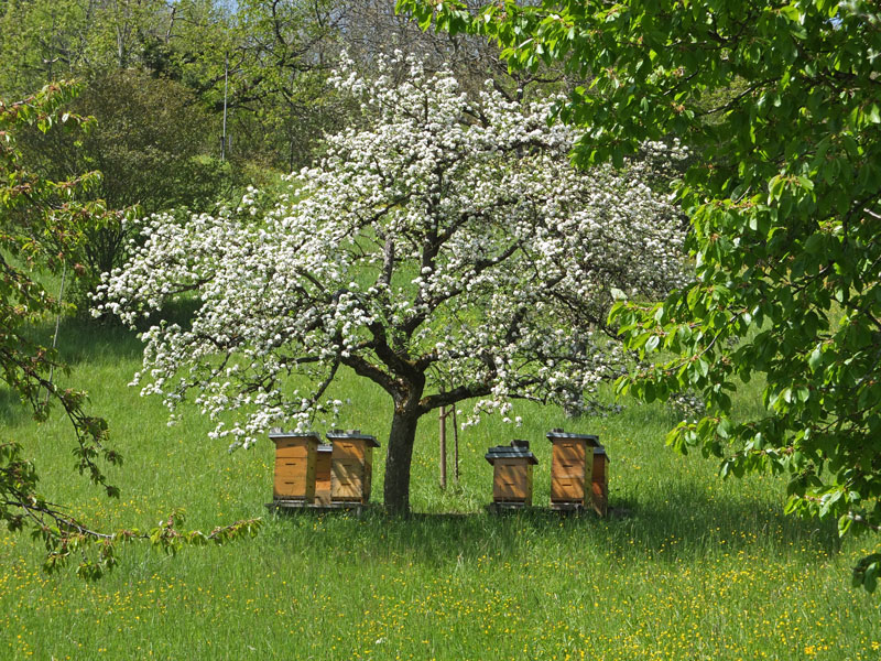 2012 04 Bienenstand Fn